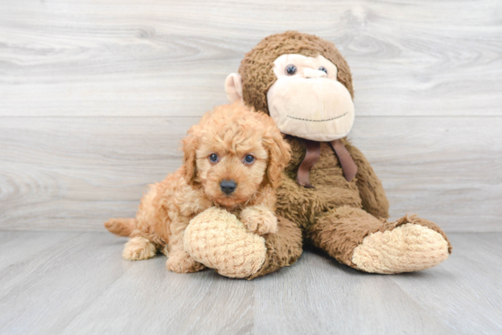 Cavapoo Pup Being Cute