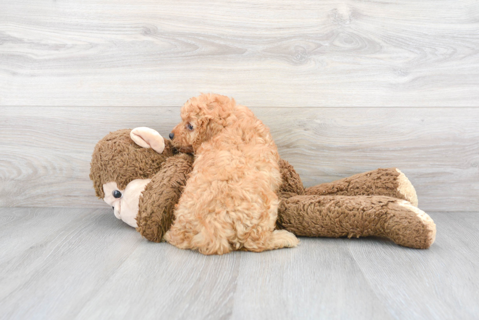 Petite Cavapoo Poodle Mix Pup