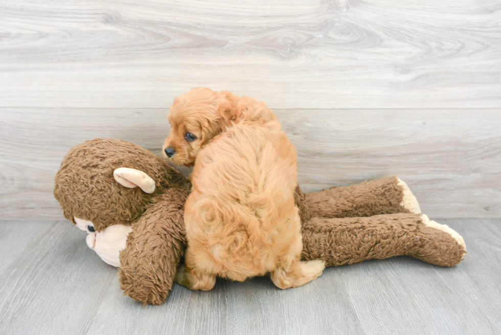 Cavapoo Pup Being Cute