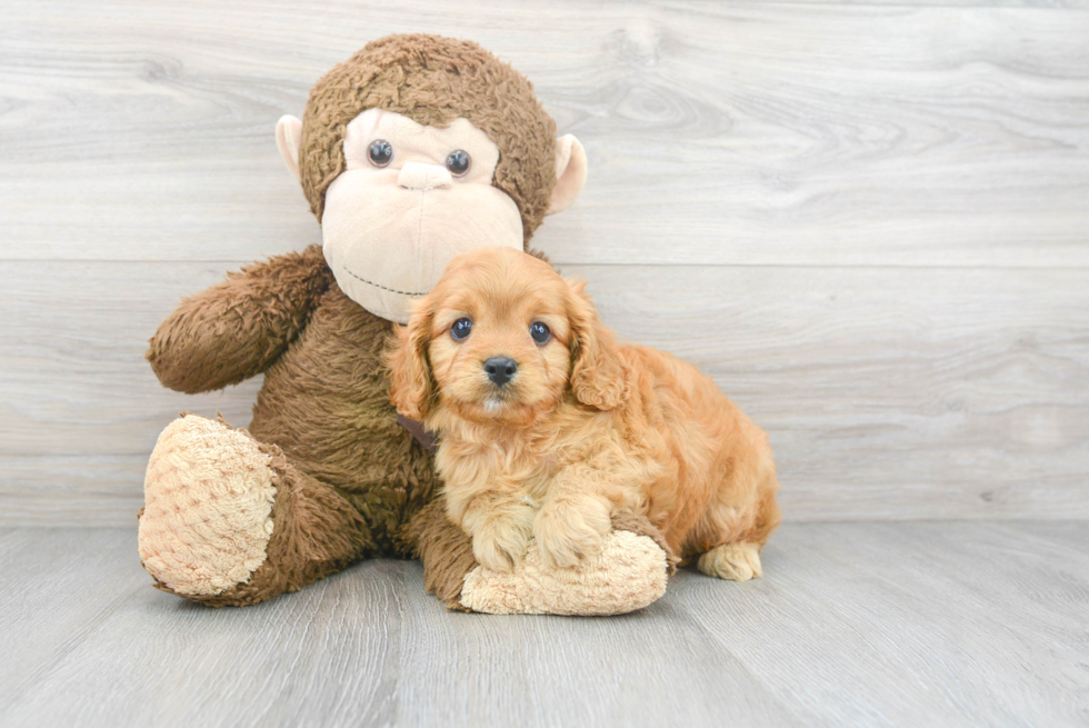 Cavapoo Pup Being Cute