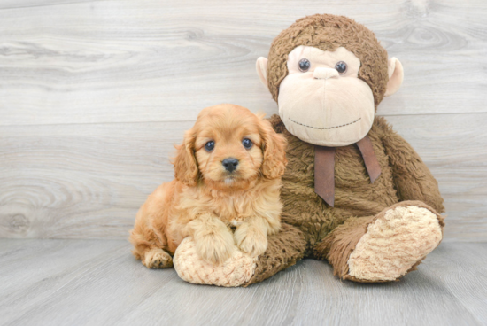 Fluffy Cavapoo Poodle Mix Pup