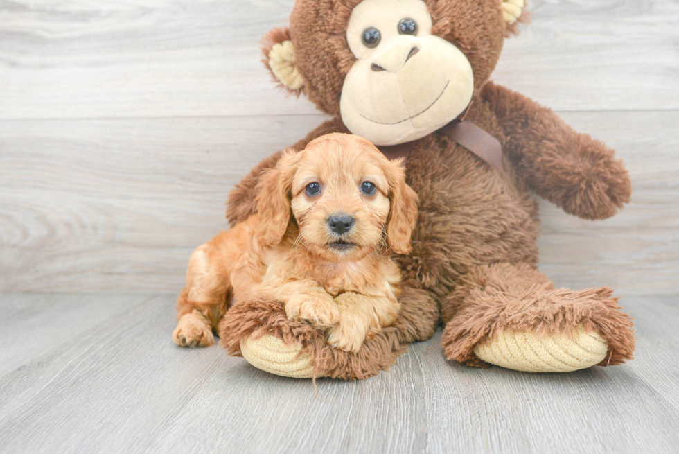 Cavapoo Puppy for Adoption