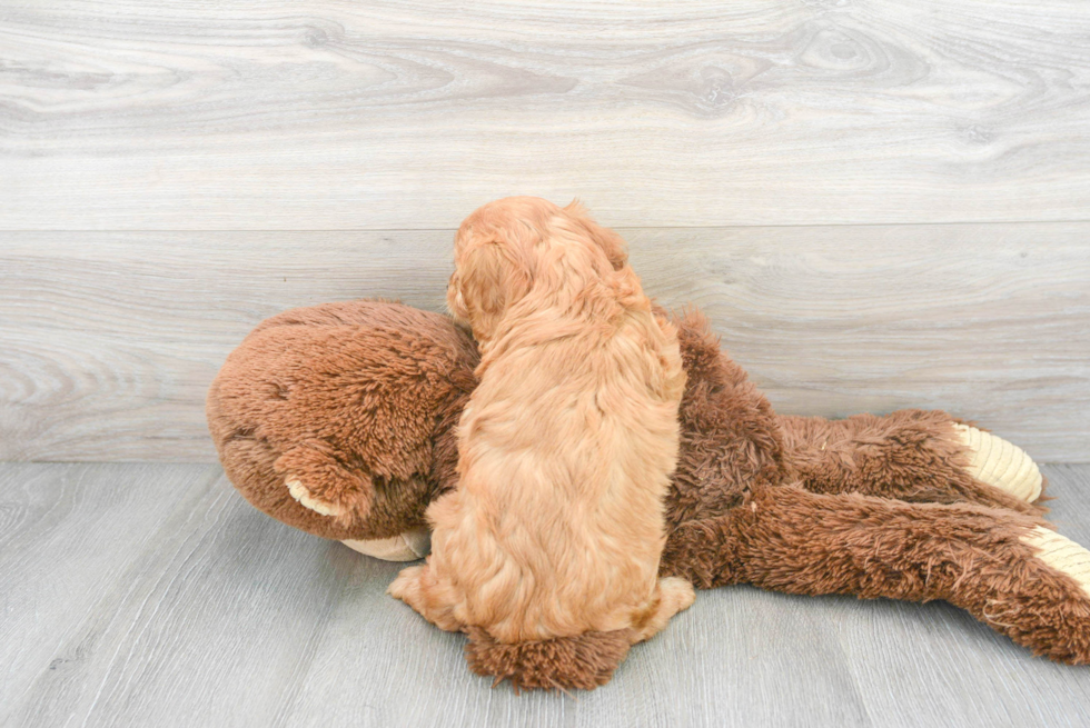 Cavapoo Pup Being Cute