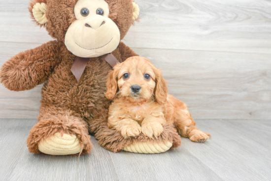 Little Cavoodle Poodle Mix Puppy