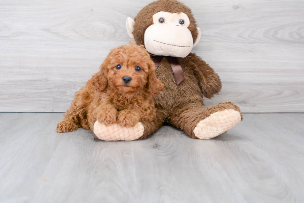 Funny Cavapoo Poodle Mix Pup