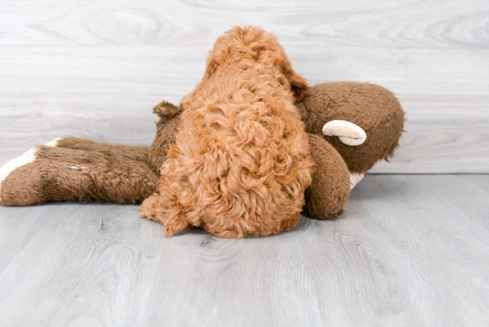 Cute Cavapoo Baby