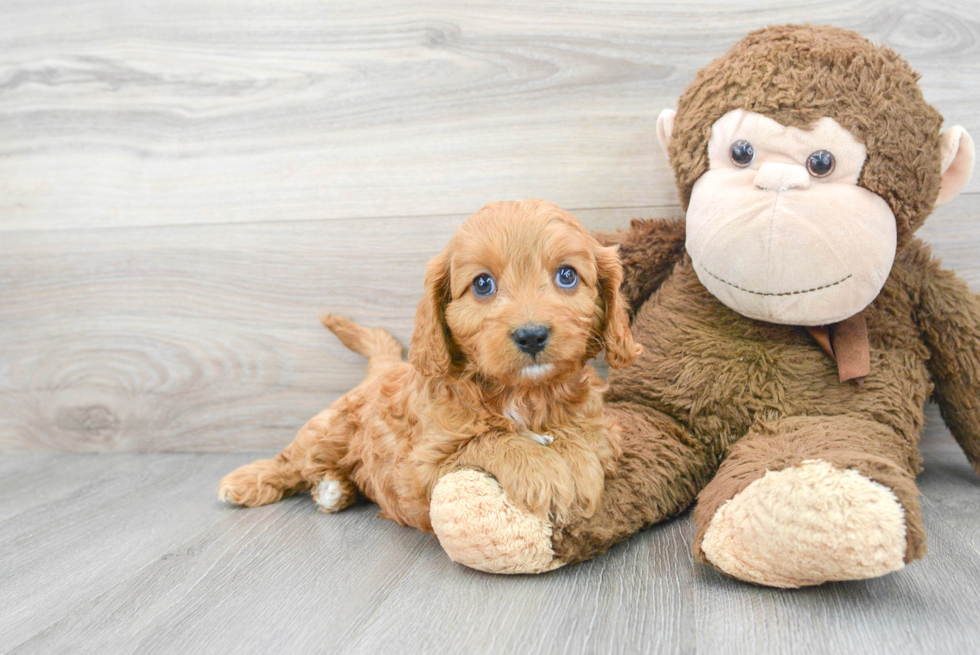 Best Cavapoo Baby