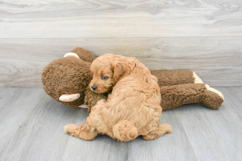 Cavapoo Pup Being Cute