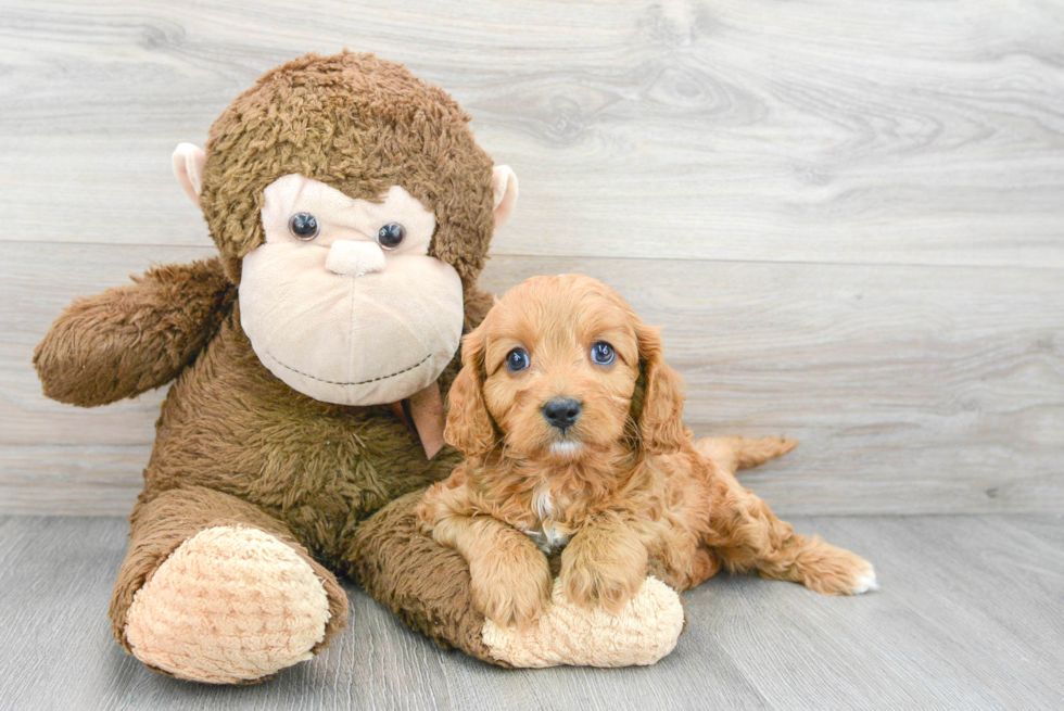 Smart Cavapoo Poodle Mix Pup