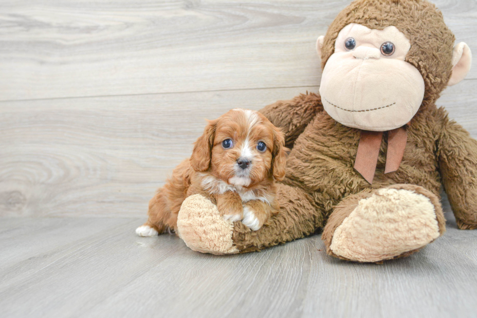 Fluffy Cavapoo Poodle Mix Pup