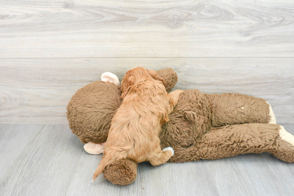 Little Cavoodle Poodle Mix Puppy