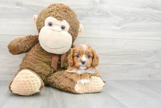 Hypoallergenic Cavoodle Poodle Mix Puppy