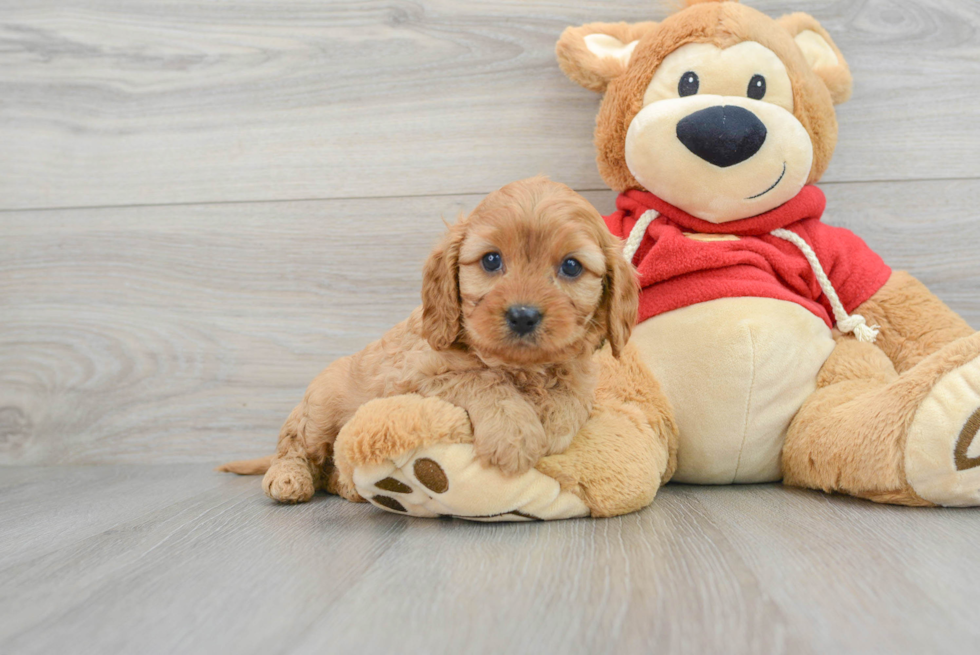 Hypoallergenic Cavoodle Poodle Mix Puppy