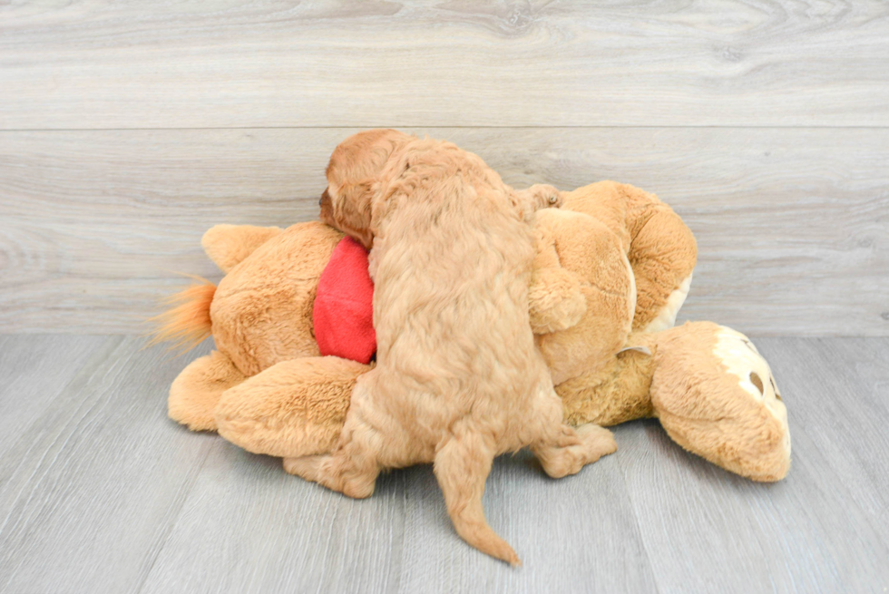 Friendly Cavapoo Baby