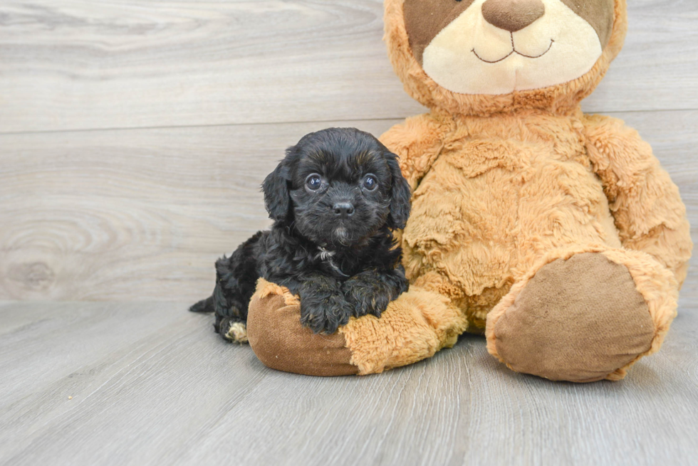 Energetic Cavoodle Poodle Mix Puppy