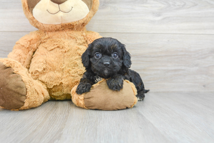 Best Cavapoo Baby