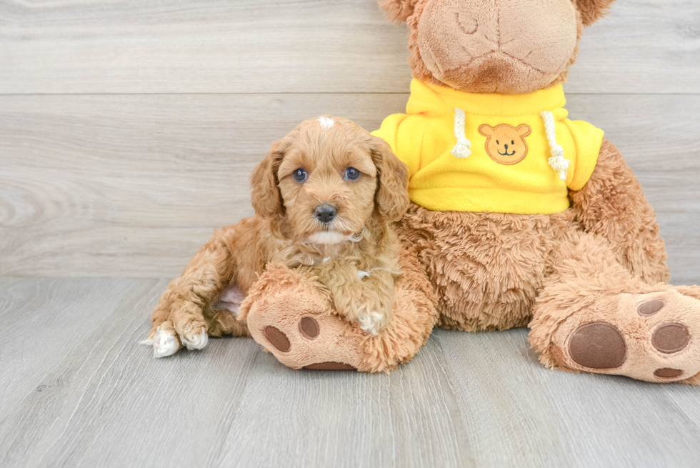 Hypoallergenic Cavoodle Poodle Mix Puppy