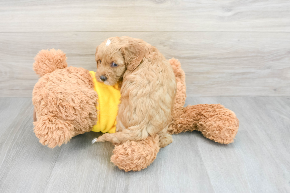 Cavapoo Puppy for Adoption