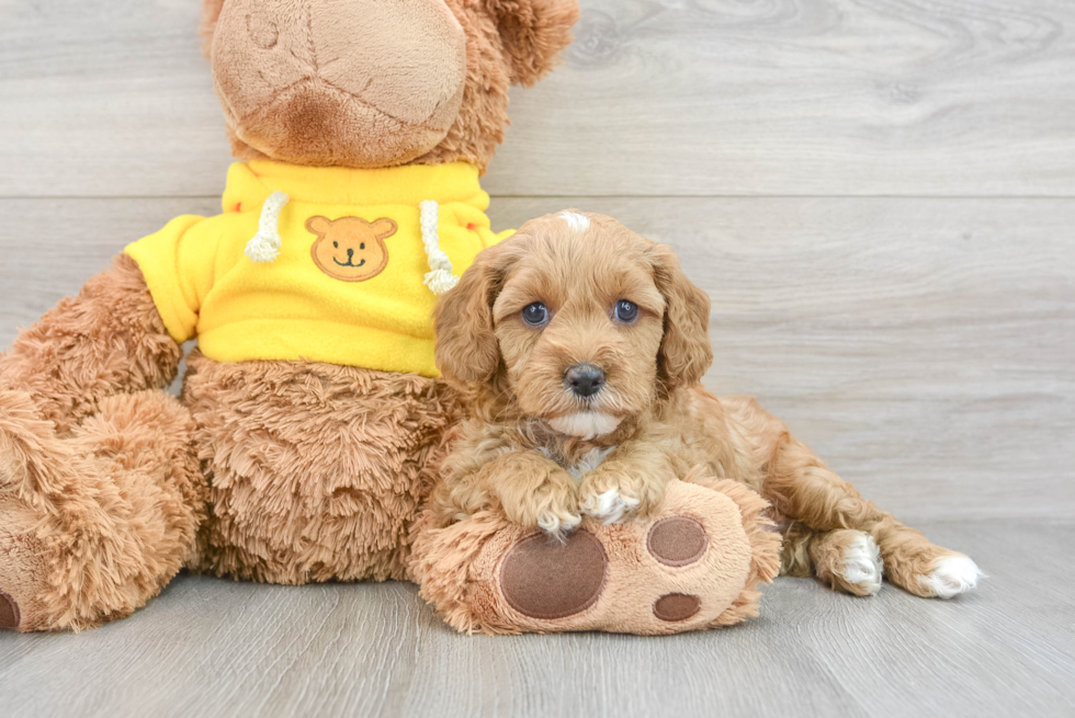 Cute Cavapoo Baby