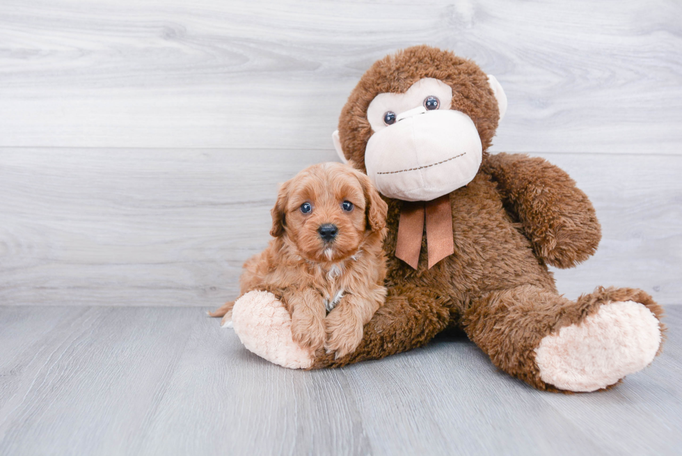 Little Cavoodle Poodle Mix Puppy