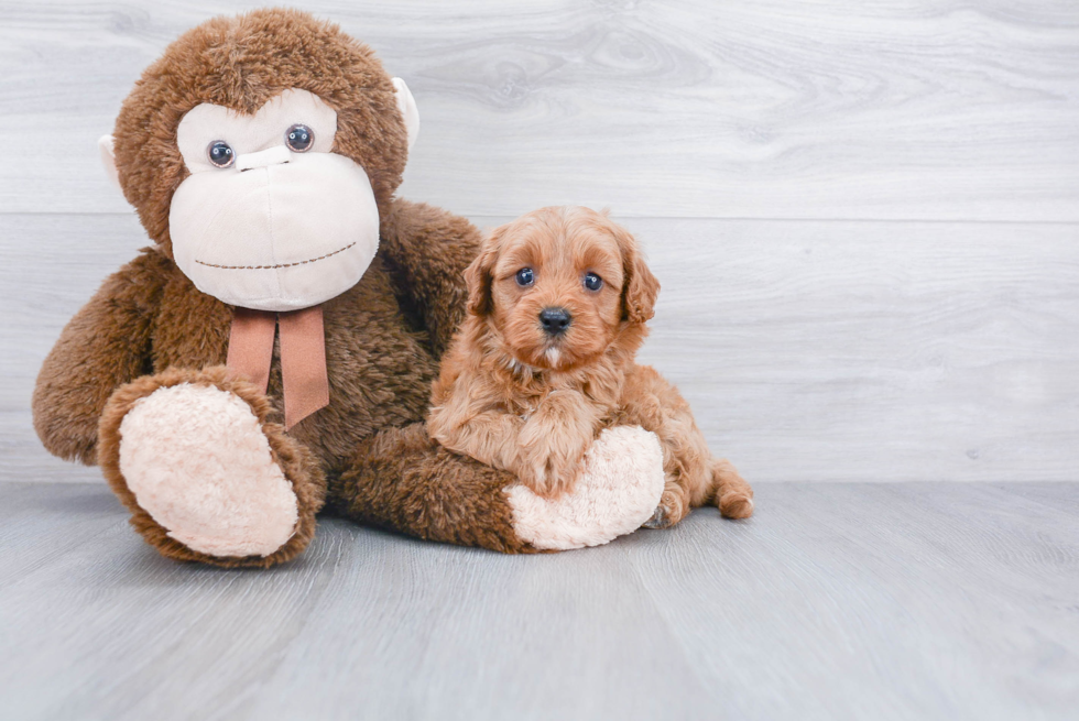 Funny Cavapoo Poodle Mix Pup