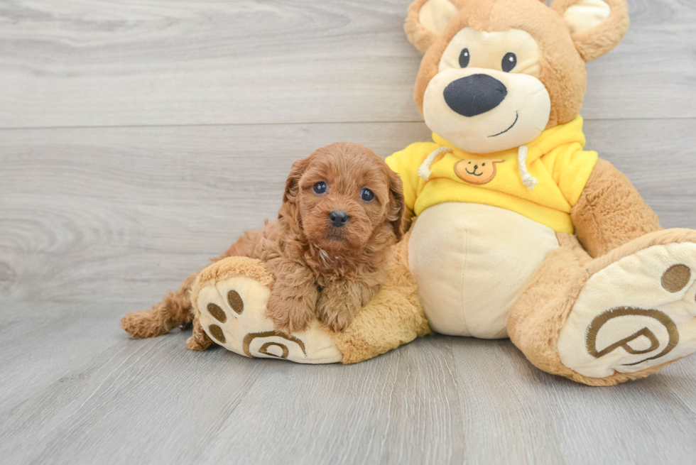 Cavapoo Pup Being Cute