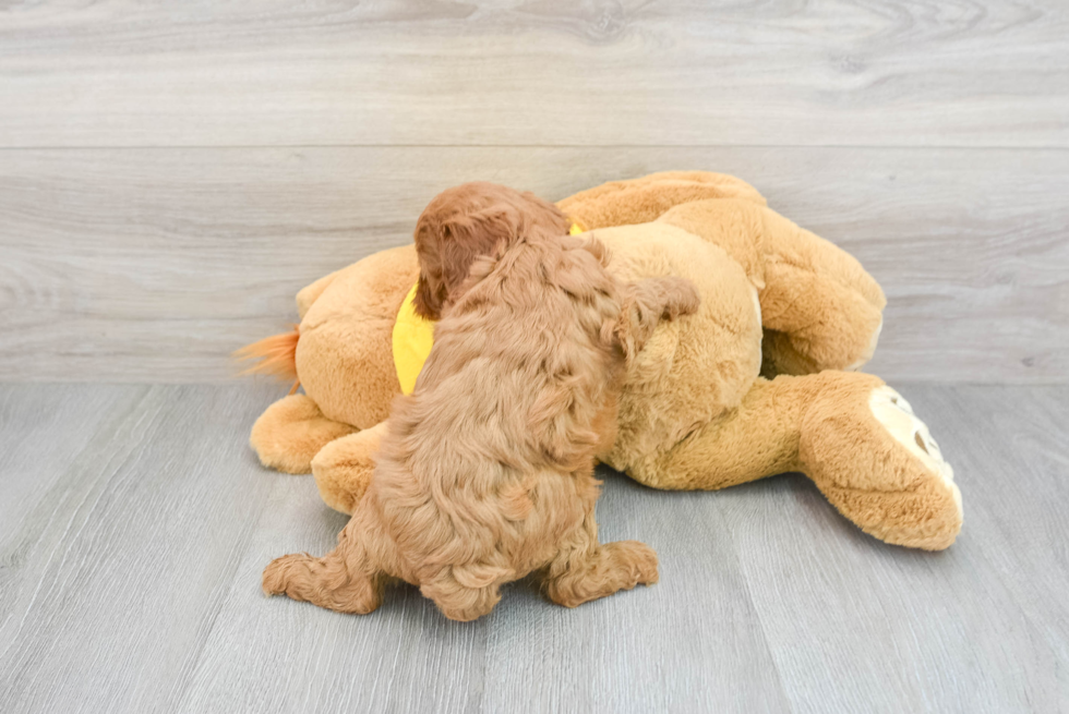 Cavapoo Pup Being Cute