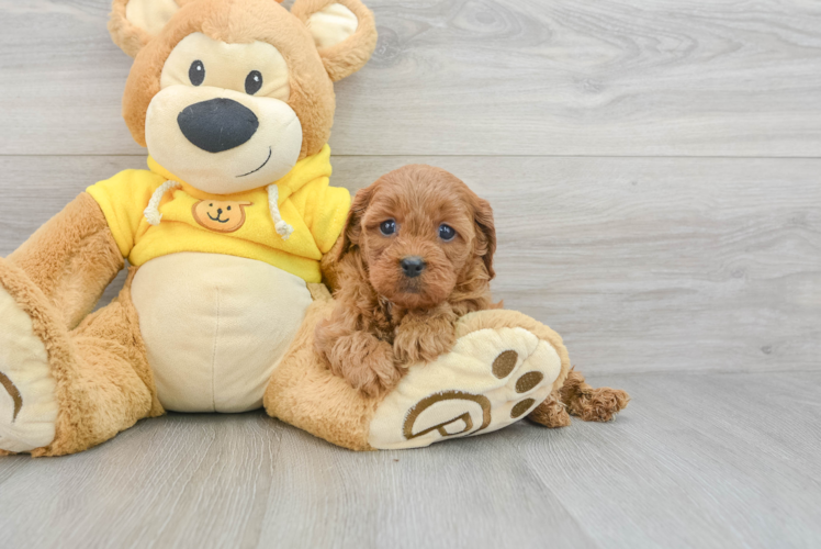 Best Cavapoo Baby