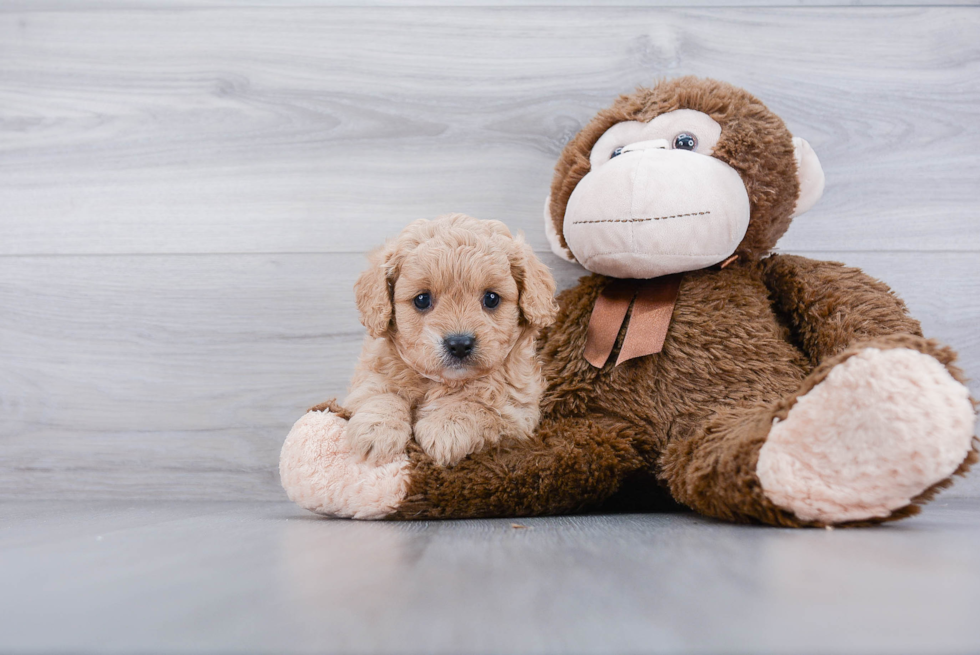 Popular Cavapoo Poodle Mix Pup