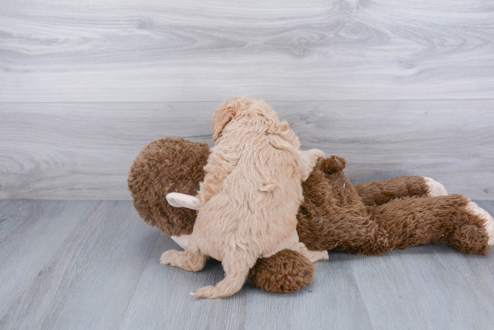 Cavapoo Puppy for Adoption