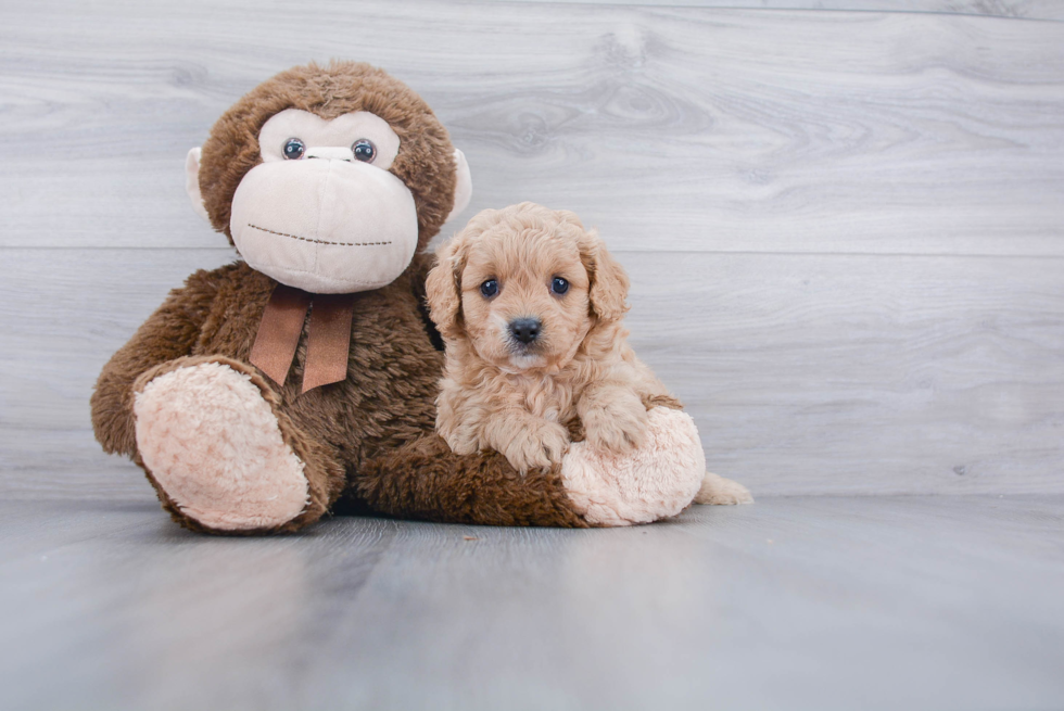 Fluffy Cavapoo Poodle Mix Pup