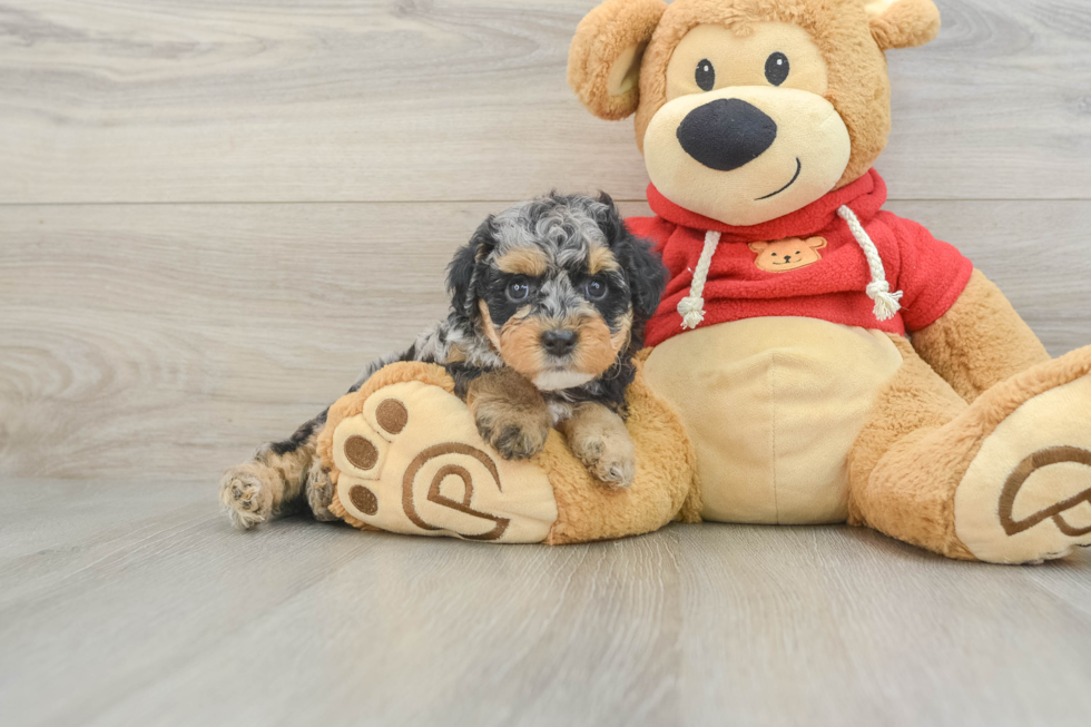 Small Cavapoo Baby