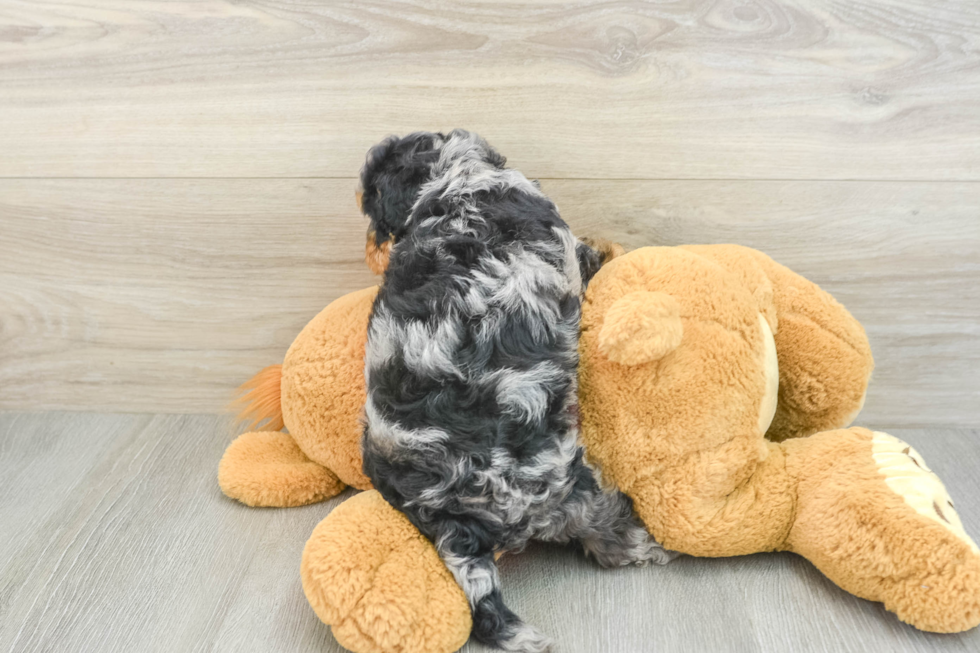 Little Cavipoo Poodle Mix Puppy