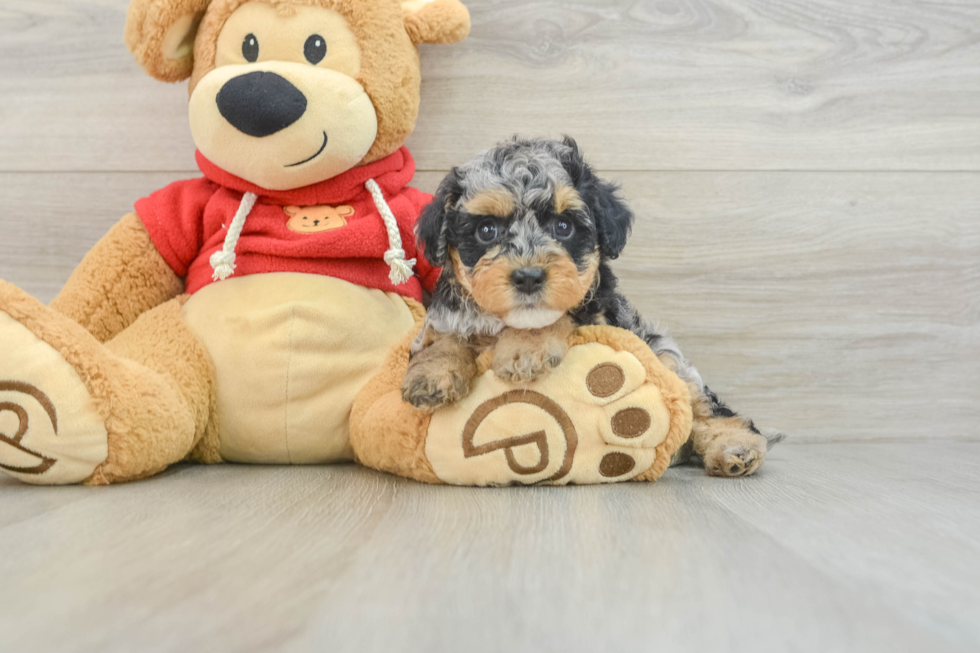 Fluffy Cavapoo Poodle Mix Pup