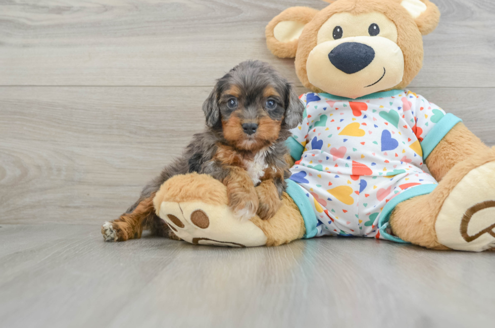 6 week old Cavapoo Puppy For Sale - Premier Pups