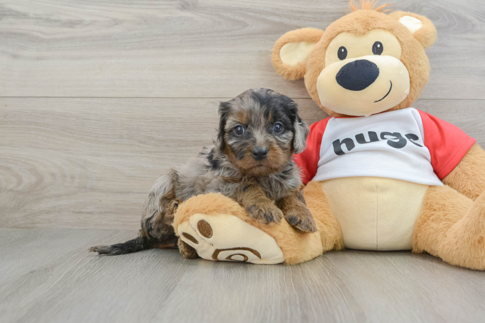 Hypoallergenic Cavadoodle Poodle Mix Puppy