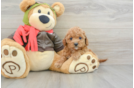 Cavapoo Puppy for Adoption