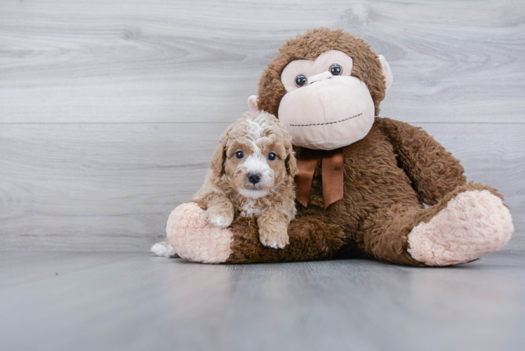 Popular Cavapoo Poodle Mix Pup