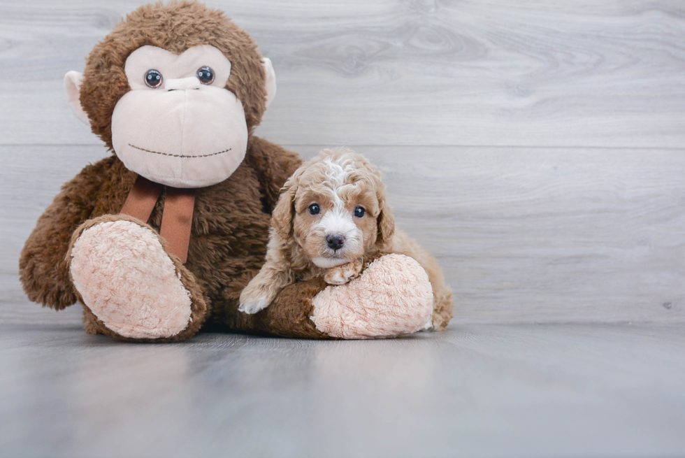 Petite Cavapoo Poodle Mix Pup