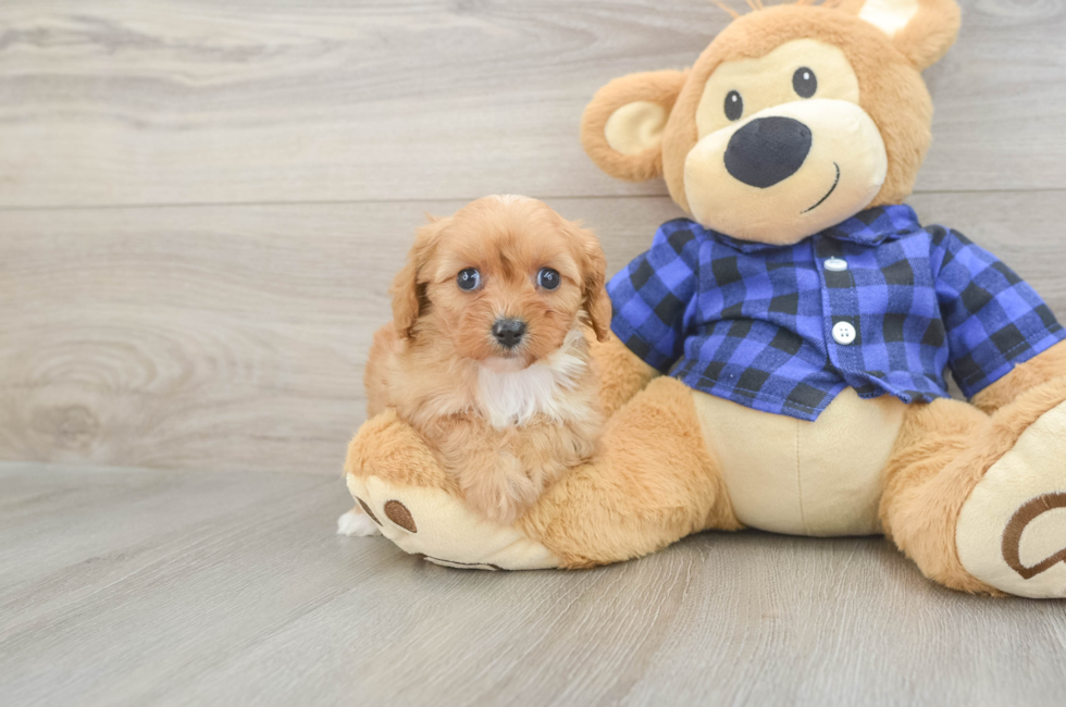 6 week old Cavapoo Puppy For Sale - Premier Pups