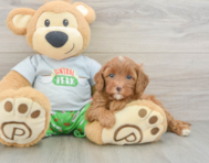 8 week old Cavapoo Puppy For Sale - Premier Pups