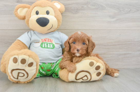 Happy Cavapoo Baby