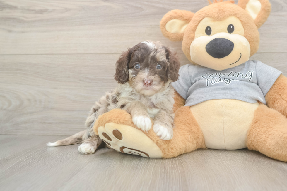 5 week old Cavapoo Puppy For Sale - Premier Pups