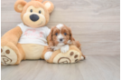 Cavapoo Puppy for Adoption