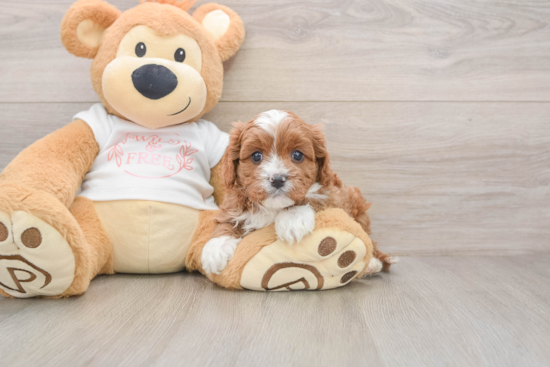 Cavapoo Puppy for Adoption