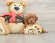 8 week old Cavapoo Puppy For Sale - Premier Pups