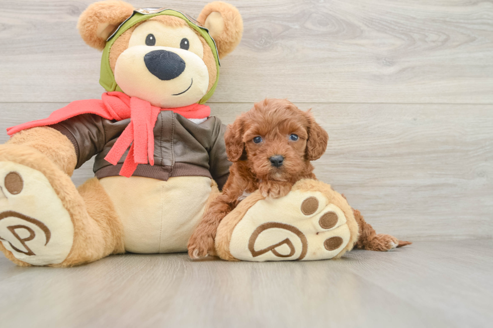 Cavapoo Pup Being Cute