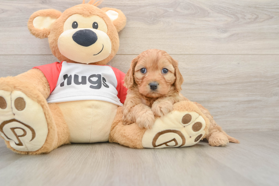 Happy Cavapoo Baby