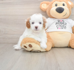 7 week old Cavapoo Puppy For Sale - Premier Pups