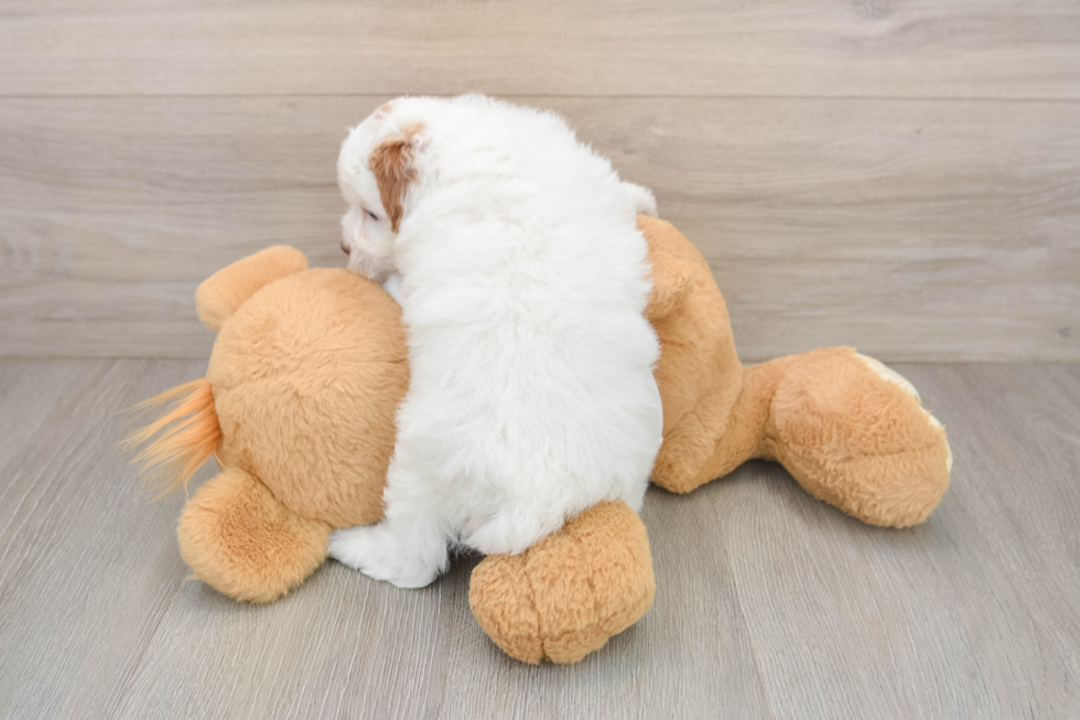 Adorable Cavalier King Charles Spaniel and Poodle Mix Poodle Mix Puppy